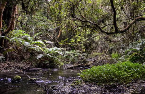 istock Beautiful nature area with trees abd river 1169625759