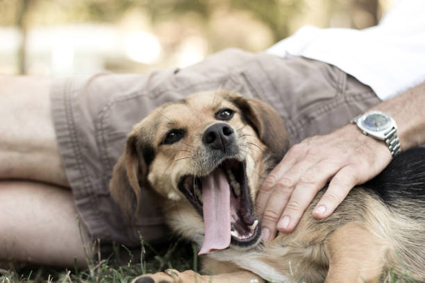 istock Dog is cuddling with his owner 1169625876