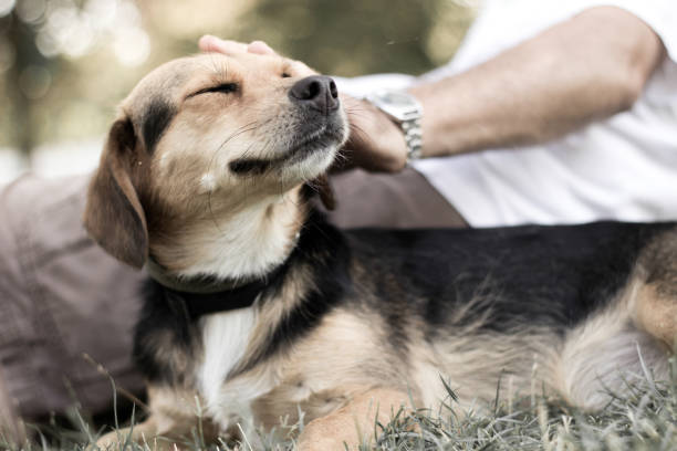 Dog is cuddling with his owner