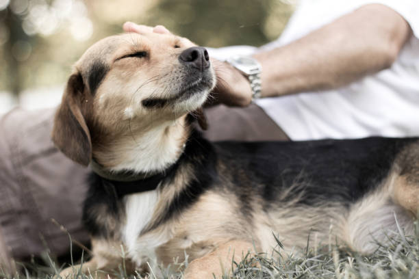 Dog is cuddling with his owner stock photo