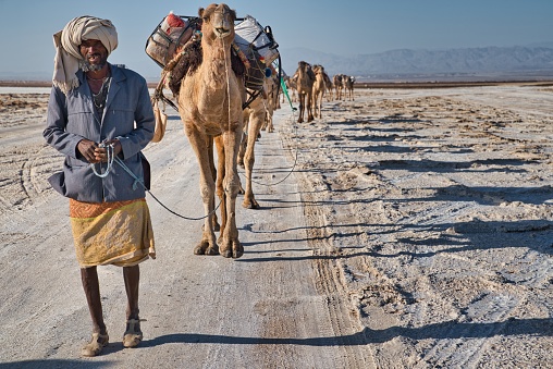 Afar Region, Ethiopia - January 3, 2019: Close up image of man followed by a camel caravan carrying salt from the Dallol salt mines on a hot day, in Afar Region, Ethiopia.