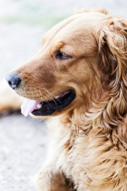 istock Golden Retriever Dog 1169626181