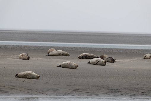 Seals in the natural reserve of the Wattenmeer in Germany, Amrum (Oomram)