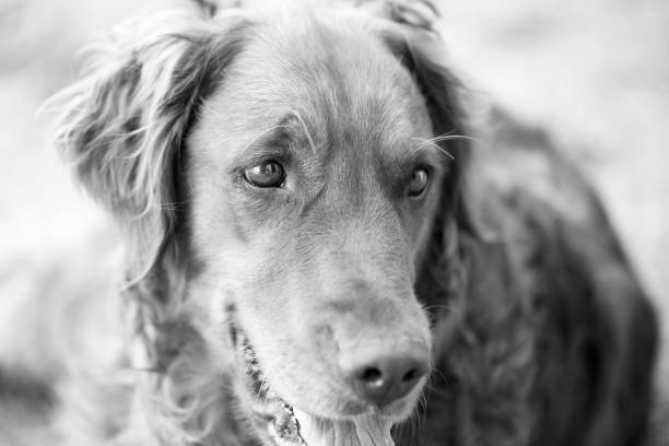 istock Golden Retriever Dog 1169626241