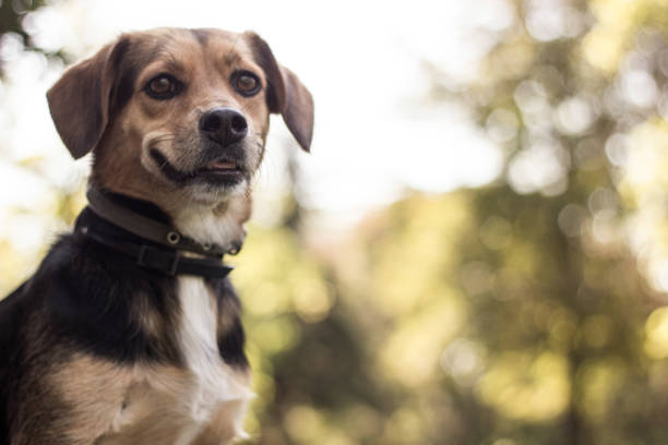istock Autumn dog portrait 1169626258