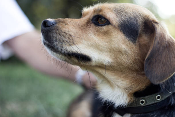 istock Dog is cuddling with his owner 1169626807