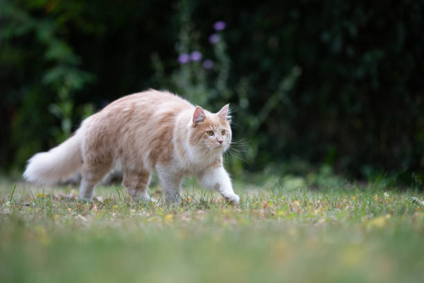 istock maine coon garden 1169626848