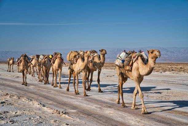 Camels passing through the Dallol salt mines in Afar Region, Ethiopia Afar Region, Ethiopia - January 3, 2019: Close up image of a camel caravan carrying salt from the Dallol salt mines on a hot day, in Afar Region, Ethiopia. danakil depression stock pictures, royalty-free photos & images