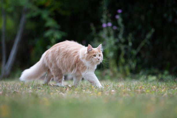 istock maine coon garden 1169627406