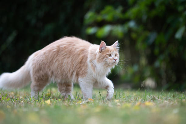 istock maine coon garden 1169627471