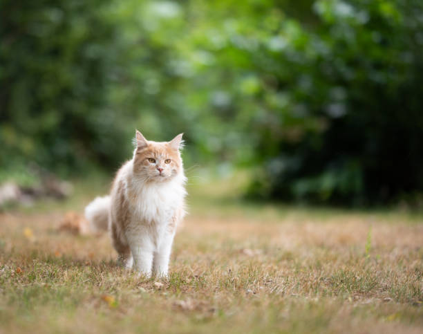 istock maine coon garden 1169627557