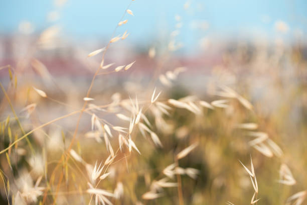 istock Ripe wild oat spilling in the wind in hot summer 1169627663
