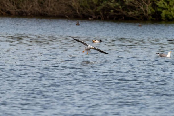 istock lesser black-backed gull (larus fuscus)on the german Island Amrum (Oomram) in Germany 1169628569
