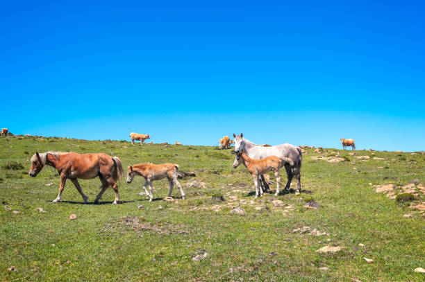 istock Mare with a foal grazing grass. 1169628914