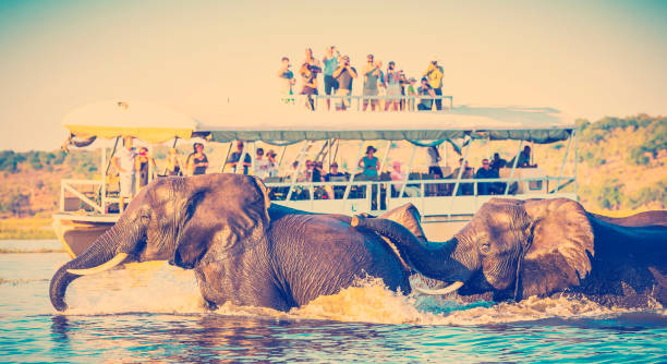 istock African Elephant Safari 1169629396