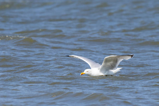istock The Herring Gull (larus argentatus) on the german Island Amrum (Oomram) in Germany 1169630404