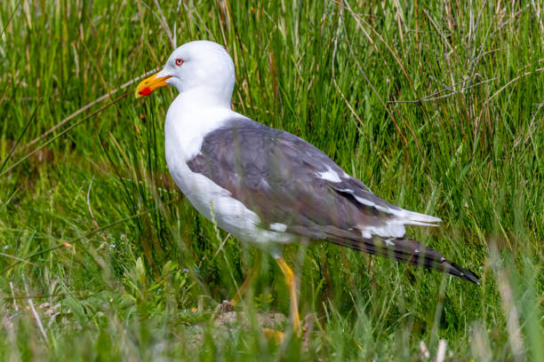istock lesser black-backed gull (larus fuscus)on the german Island Amrum (Oomram) in Germany 1169630431