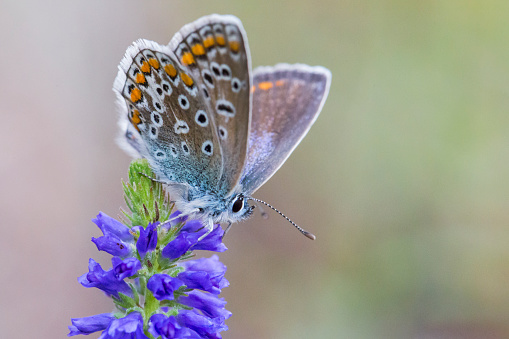 Cabbage white butterfly on asters,Eifel,Germany.