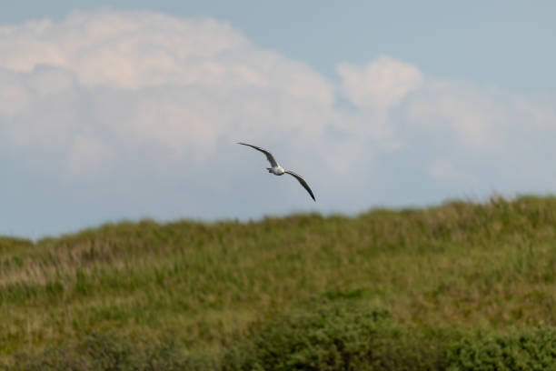 lesser black-backed gull (larus fuscus)on the german Island Amrum (Oomram), Germany Germany
