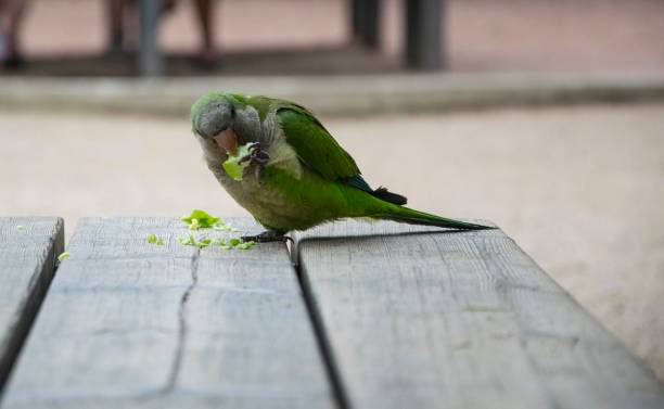 istock Parrot, Parc Guell, Barcelona, Spain 1169630996