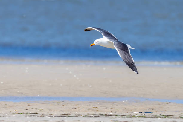 istock lesser black-backed gull (larus fuscus)on the german Island Amrum (Oomram) in Germany 1169631909