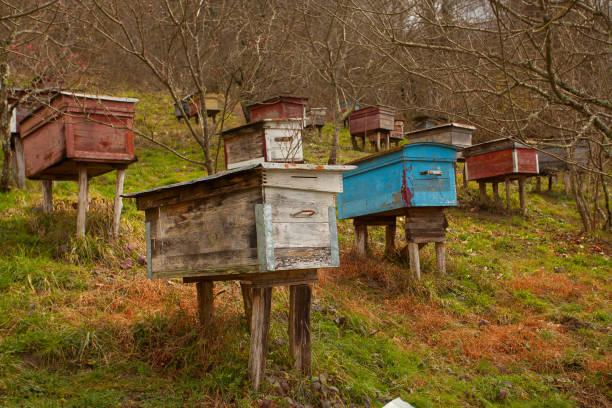 istock bee passeka on a village farm in spring 1169631967