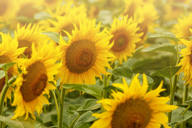 istock Sunflower field sunny blossom orange 1169632008