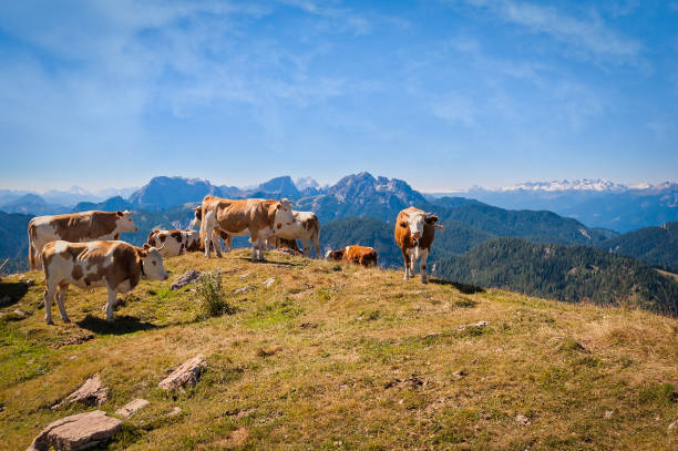 istock Cows are grazed on a summer meadow in mountains 1169632234