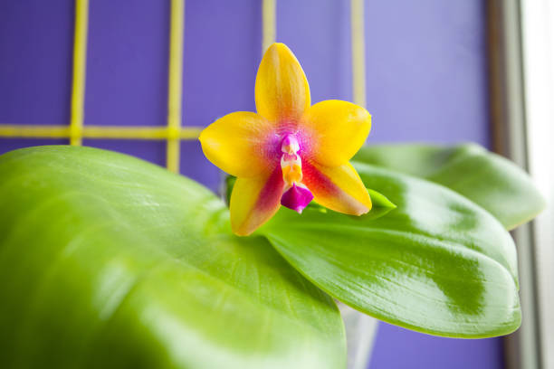 istock Beautiful rare orchid in pot on blurred background 1169633055