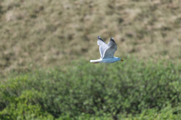 The Herring Gull (larus argentatus) on the german Island Amrum (Oomram), Germany