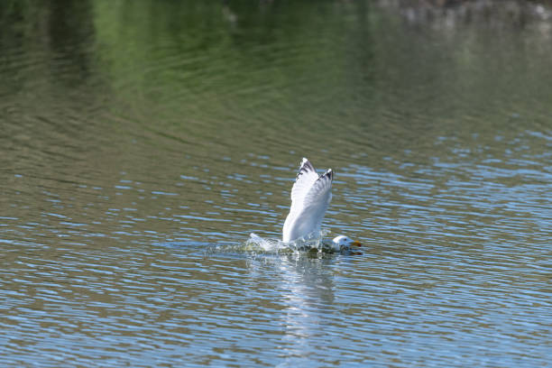 Herring Gull (Larus argentatus) with oyster