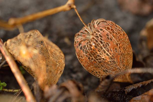 istock fruit of a lampion plant 1169633461