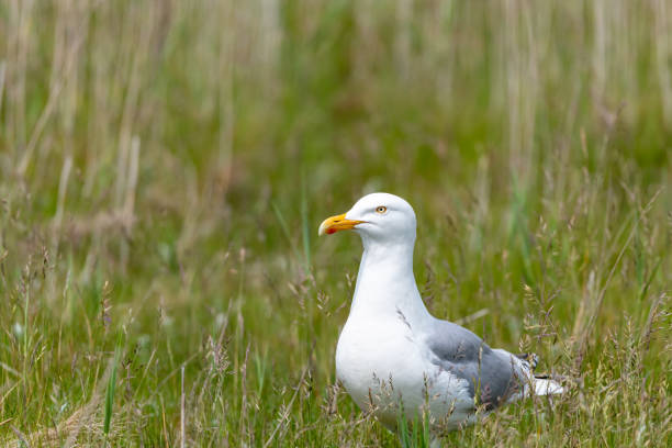 istock The Herring Gull (larus argentatus) on the german Island Amrum (Oomram) in Germany 1169633486