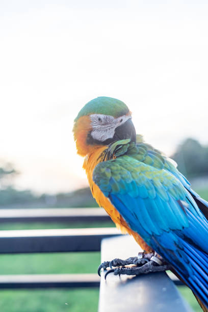 istock Scarlet Macaws Bird standing on the Ram stairs 1169634333
