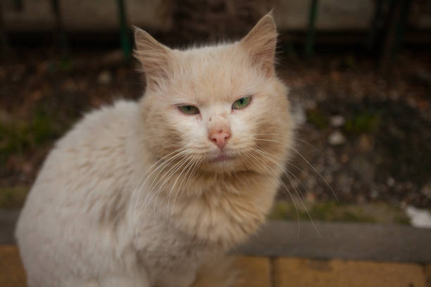 istock little beautiful cat on blurred background 1169634962