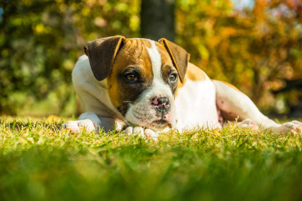istock Young boxer in patches lying on the grass 1169635268