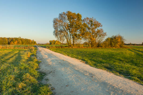 istock Sandy road through meadows and autumn trees 1169635290