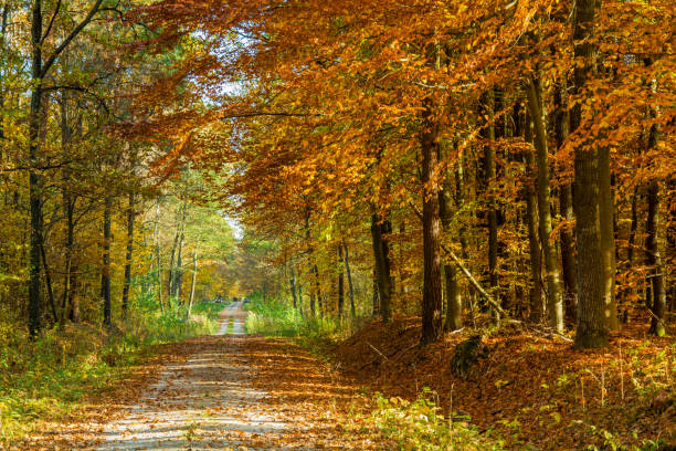 istock Road through an autumn forest 1169635298