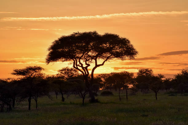 istock sunrise over the Serengeti 1169636922