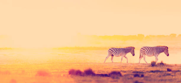 istock Africa Sunset Landscape 1169636984