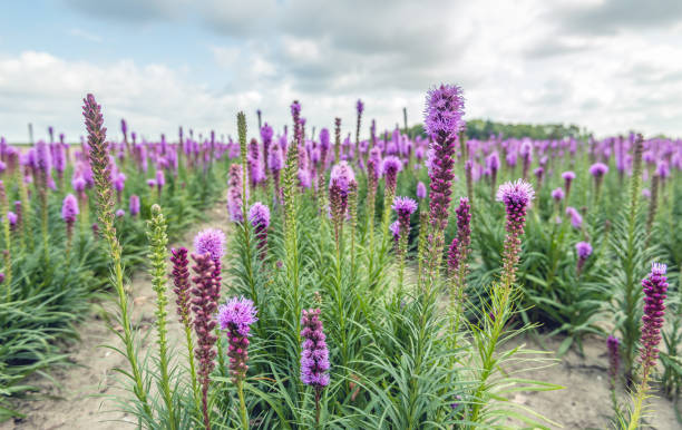endless rows of purple flowering liatris spicata plants - scented non urban scene spring dirt imagens e fotografias de stock