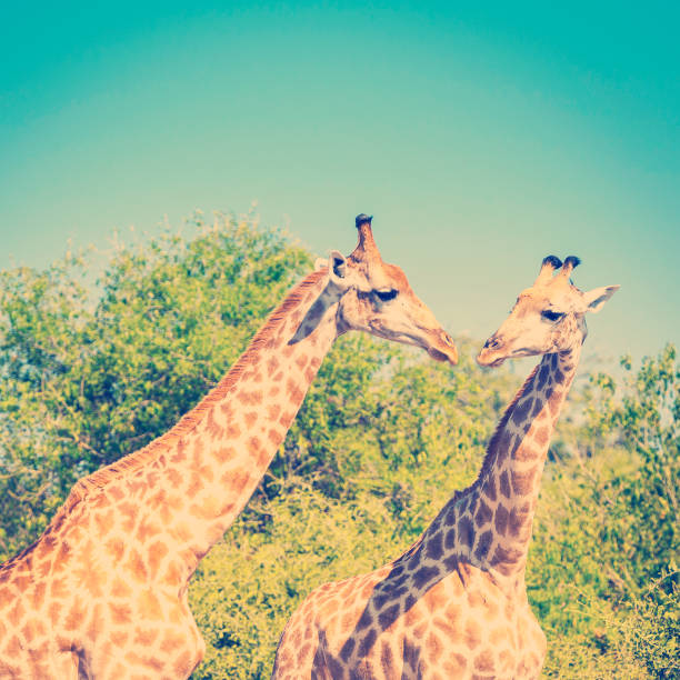 Giraffe pair in the wild in Chobe National Park, Botswana, Africa with retro Instagram style filter effect