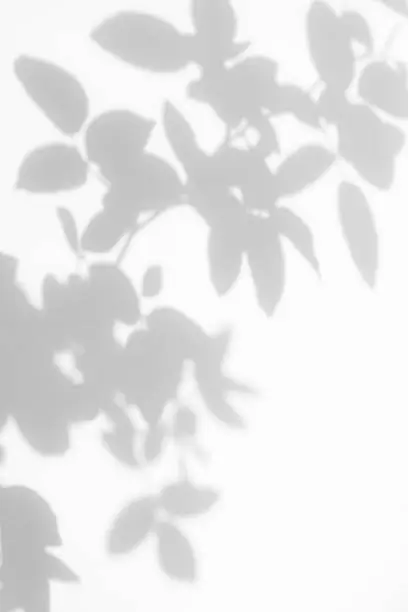 Gray shadow of the wild roses leaves on a white wall. Abstract neutral nature concept blurred background. Space for text.
