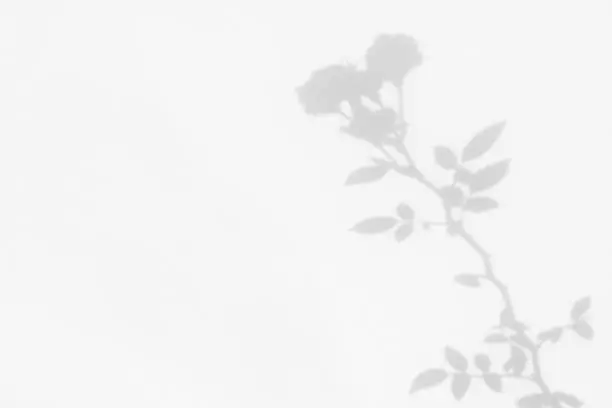 Gray shadow of the wild roses leaves and flowers on a white wall. Abstract neutral nature concept blurred background. Space for text.