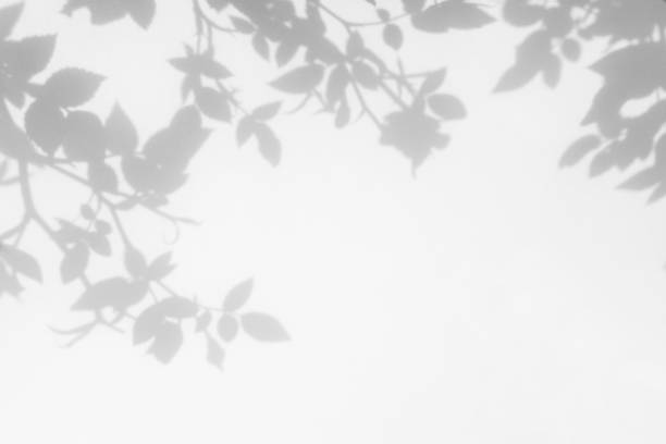 흰 벽에 야생 장미 잎과 꽃의 회색 그림자 - shadow 뉴스 사진 이미지