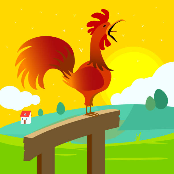 istock Rooster crowing at farm field in the morning 1169640807