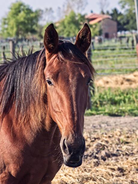istock Portrait of horse 1169640916