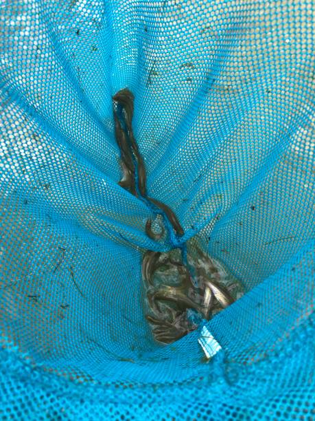 istock Fish catch and lying in the hands at the lake 1169641832