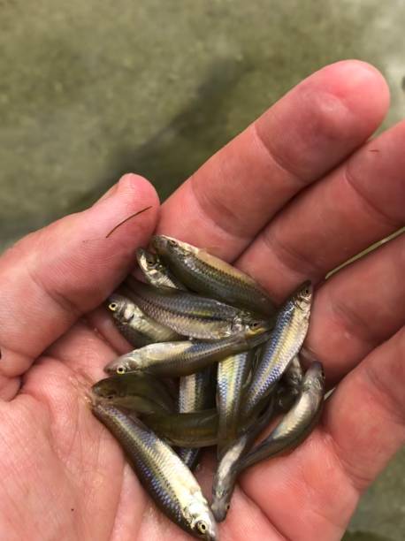 istock Fish catch and lying in the hands at the lake 1169641842
