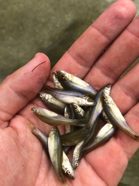 istock Fish catch and lying in the hands at the lake 1169641846